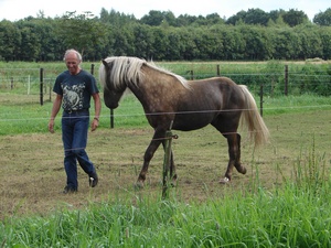 Deze afbeelding heeft een leeg alt-attribuut; de bestandsnaam is paard-phru-rene-09bewerkt.jpg